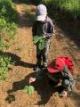 2018-05-19 hneda na prehrade (3)